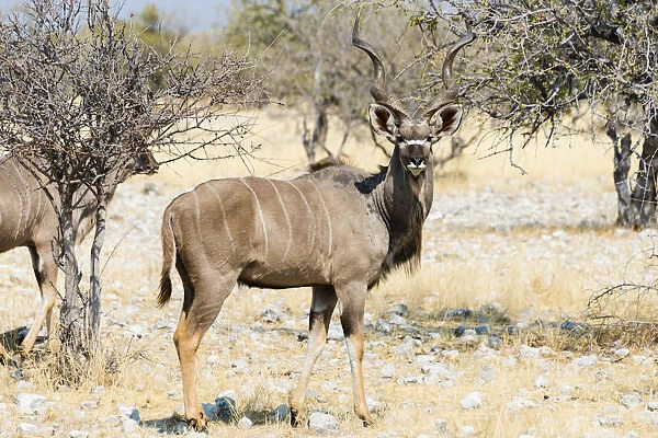 Greater Kudu -Tragelaphus strepsiceros-, Etosha National Park, Namibia