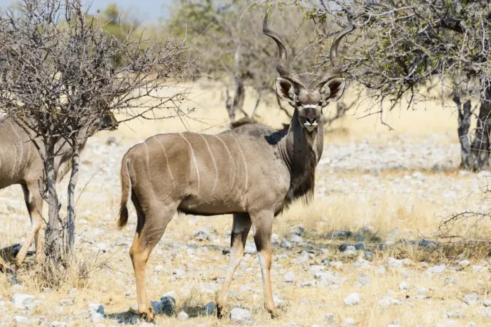 Framed Print : Greater Kudu -Tragelaphus strepsiceros-, Etosha National Park, Namibia