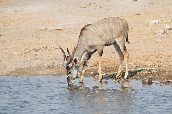 Greater Kudu -Tragelaphus strepsiceros- drinking at a waterhole, Etosha National Park, Namibia