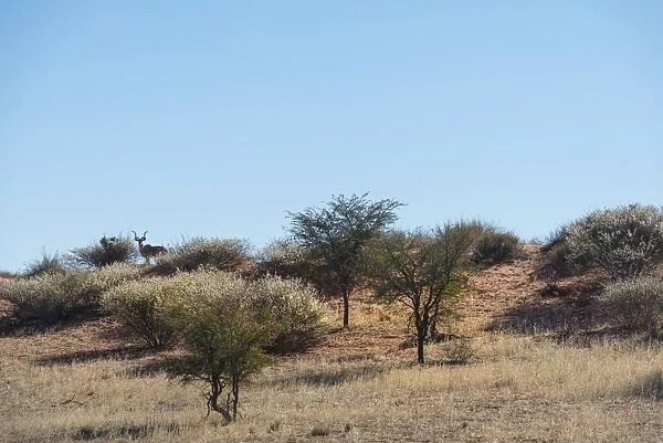 Greater Kudu -Tragelaphus strepsiceros- on sand dune, Kalahari, Namibia