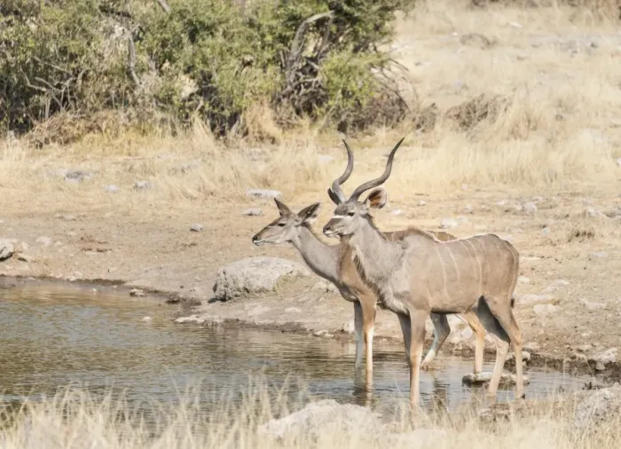 Framed Print : Greater Kudus -Tragelaphus strepsiceros-, Koinachas water hole, Etosha National Park, Namibia Framed Print : Greater Kudus -Tragelaphus strepsiceros-, Koinachas water hole, Etosha National Park, Namibia