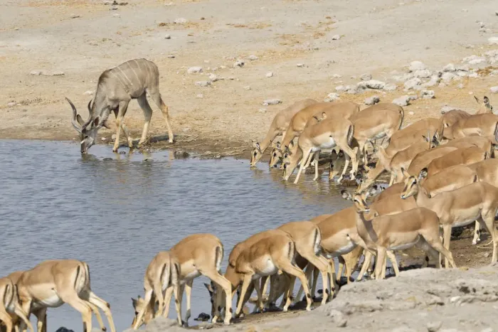 Framed Print : Greater Kudus -Tragelaphus strepsiceros- and Black-faced Impalas -Aepyceros melampus- drinking at the waterhole, Etosha National Park, Namibia Framed Print : Greater Kudus -Tragelaphus strepsiceros- and Black-faced Impalas -Aepyceros melampus- drinking at the waterhole, Etosha National Park, Namibia