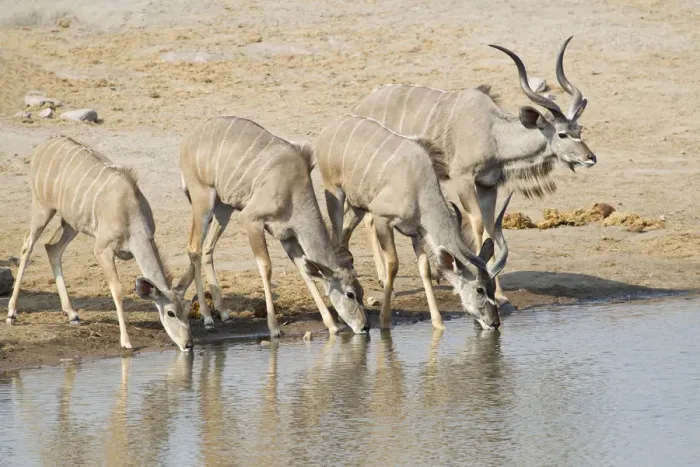 Framed Print : Greater Kudus -Tragelaphus strepsiceros- drinking at a waterhole, Etosha National Park, Namibia Framed Print : Greater Kudus -Tragelaphus strepsiceros- drinking at a waterhole, Etosha National Park, Namibia