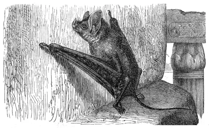 Framed Print : The greater mouse-tailed bat (Rhinopoma microphyllum)