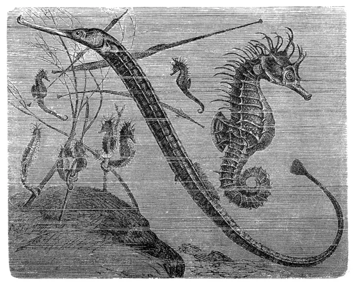 Framed Print : Greater pipefish and short-snouted seahorse Framed Print : Greater pipefish and short-snouted seahorse