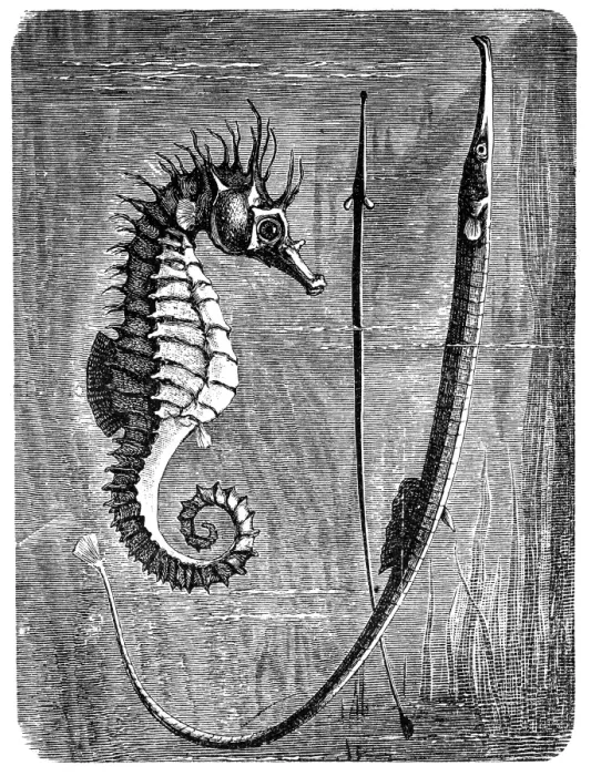 Framed Print : Greater pipefish and short-snouted seahorse