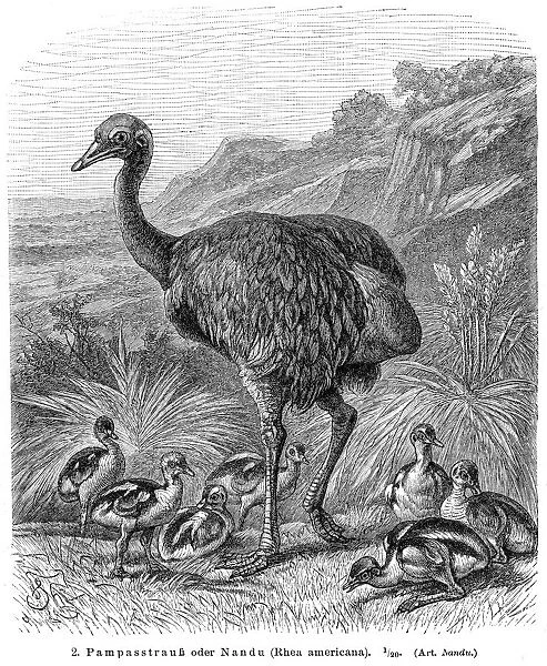 Greater rhea bird engraving 1895