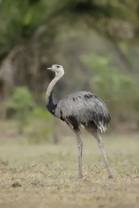 Framed Print : Greater Rhea (Rhea americana)