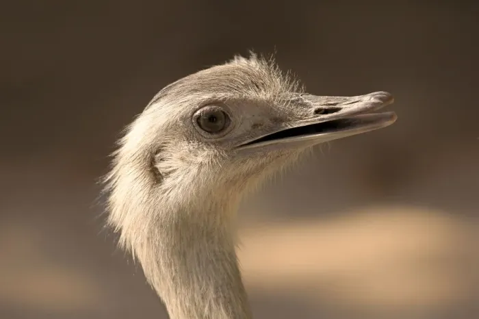Framed Print : Greater Rhea -Rhea americana-, adult, native to South America, captive Framed Print : Greater Rhea -Rhea americana-, adult, native to South America, captive