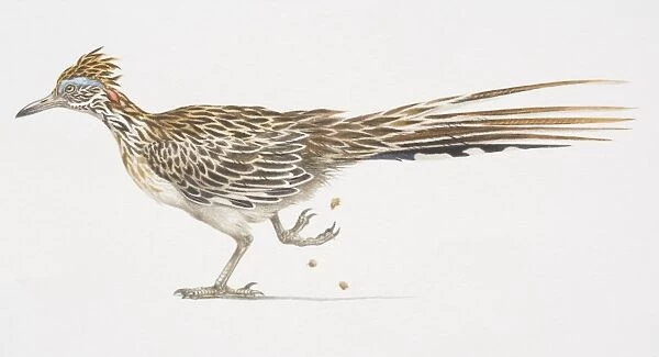Greater Roadrunner (Geococcyx californianus), side view of bird with long tail feathers, one foot lifted