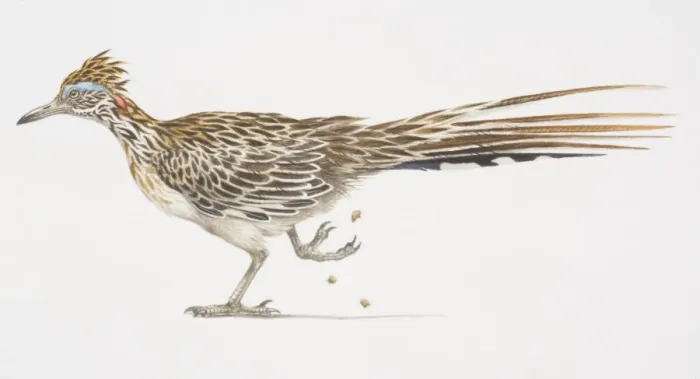 Framed Print : Greater Roadrunner (Geococcyx californianus), side view of bird with long tail feathers, one foot lifted Framed Print : Greater Roadrunner (Geococcyx californianus), side view of bird with long tail feathers, one foot lifted