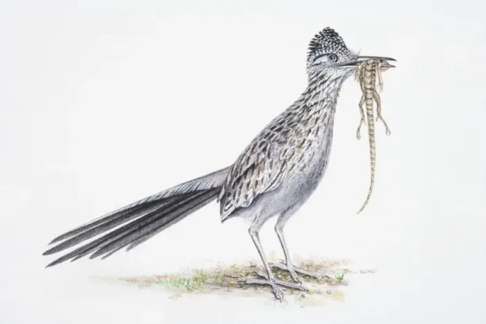 Framed Print : Greater Roadrunner, Geococcyx californianus, bird eating lizard Framed Print : Greater Roadrunner, Geococcyx californianus, bird eating lizard