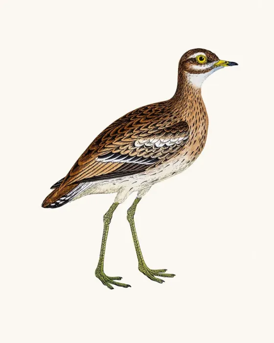 Framed Print : Greater sand plover Framed Print : Greater sand plover