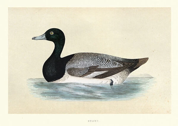 Greater scaup, Aythya marila, Wildlife, Birds, ducks, Art Prints