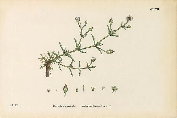 Greater Sea Sandwort, Spergularia marginata, Victorian Botanical Illustration, 1863
