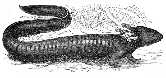 Framed Print : Greater siren (Siren lacertina)