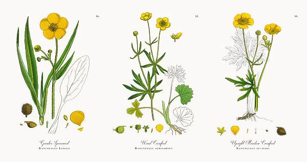 Greater Spearwort, Ranunculus Lingua, Victorian Botanical Illustration, 1863