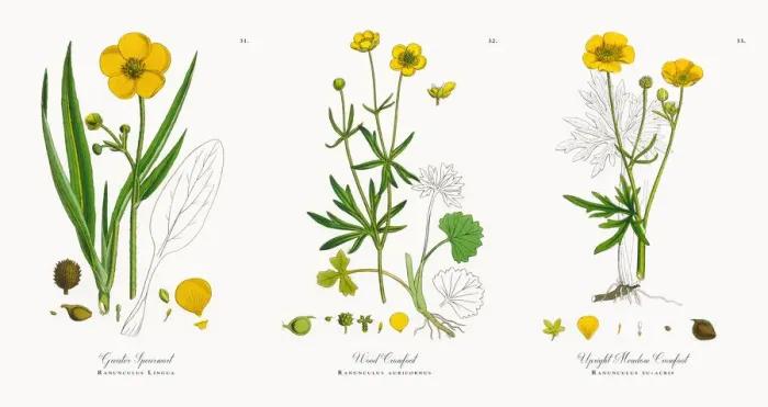 Framed Print : Greater Spearwort, Ranunculus Lingua, Victorian Botanical Illustration, 1863 Framed Print : Greater Spearwort, Ranunculus Lingua, Victorian Botanical Illustration, 1863