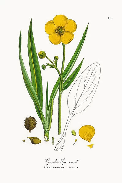 Greater Spearwort, Ranunculus Lingua, Victorian Botanical Illustration, 1863