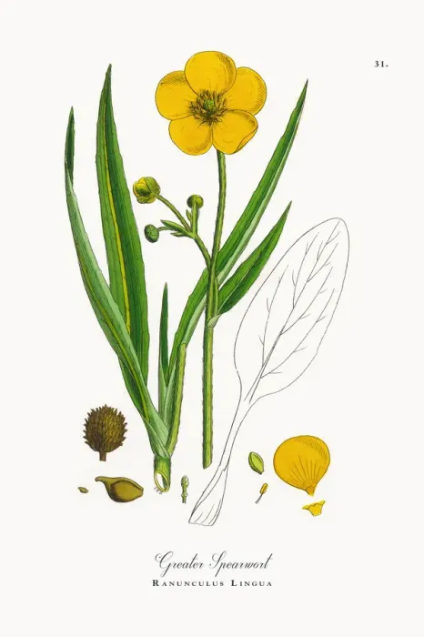 Framed Print : Greater Spearwort, Ranunculus Lingua, Victorian Botanical Illustration, 1863 Framed Print : Greater Spearwort, Ranunculus Lingua, Victorian Botanical Illustration, 1863