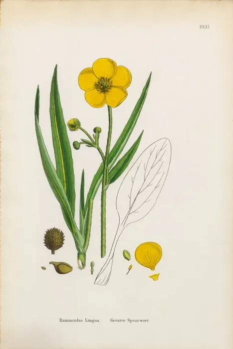 Framed Print : Greater Spearwort, Ranunculus Lingua, Victorian Botanical Illustration, 1863 Framed Print : Greater Spearwort, Ranunculus Lingua, Victorian Botanical Illustration, 1863