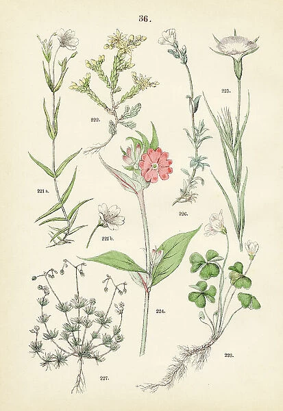 Greater stitchwort, gold moss stonecrop, wood sorrel, rose campion, corn-cockle, field chickweed, corn spurry - Botanical illustration 1883
