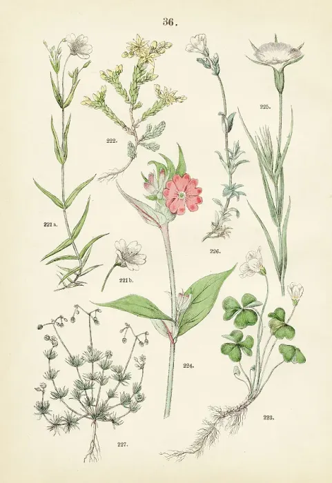 Framed Print : Greater stitchwort, gold moss stonecrop, wood sorrel, rose campion, corn-cockle, field chickweed, corn spurry - Botanical illustration 1883 Framed Print : Greater stitchwort, gold moss stonecrop, wood sorrel, rose campion, corn-cockle, field chickweed, corn spurry - Botanical illustration 1883