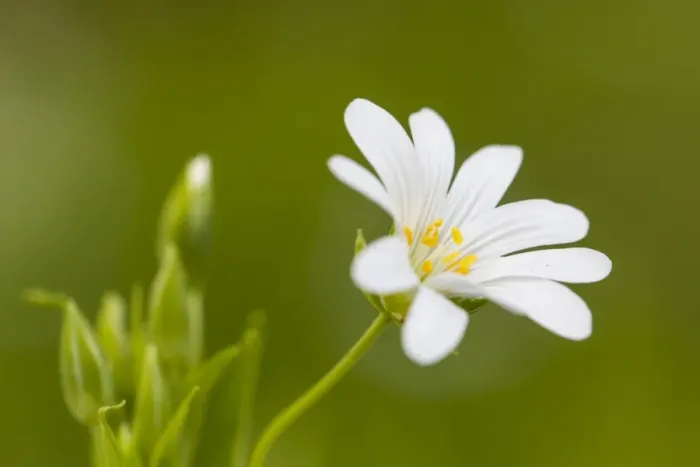 Framed Print : Greater Stitchwort -Stellaria holostea- Framed Print : Greater Stitchwort -Stellaria holostea-