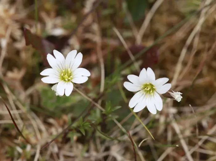 Framed Print : Greater Stitchwort (Stellaria holostea), Ireland, Europe