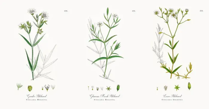 Framed Print : Greater Stitchwort, Stellaria Holostea, Victorian Botanical Illustration, 1863 Framed Print : Greater Stitchwort, Stellaria Holostea, Victorian Botanical Illustration, 1863