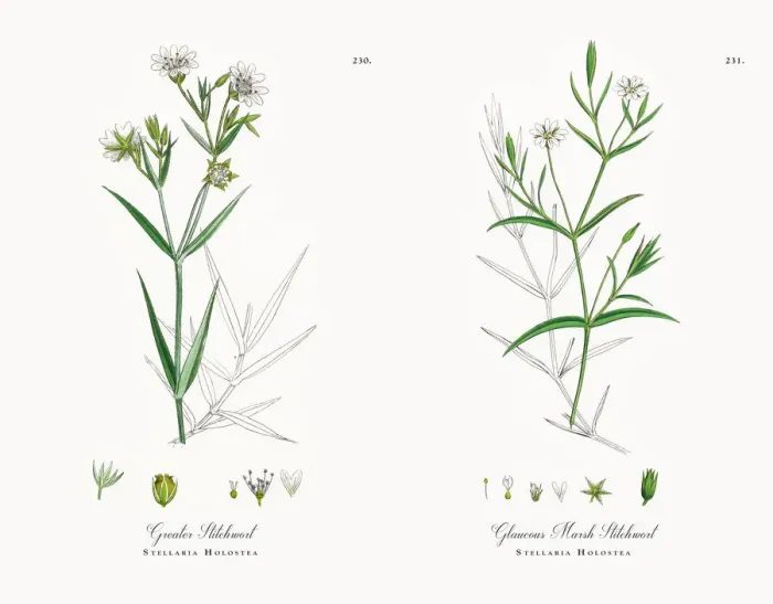 Framed Print : Greater Stitchwort, Stellaria Holostea, Victorian Botanical Illustration, 1863 Framed Print : Greater Stitchwort, Stellaria Holostea, Victorian Botanical Illustration, 1863