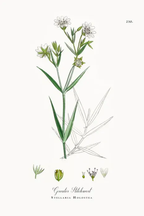 Framed Print : Greater Stitchwort, Stellaria Holostea, Victorian Botanical Illustration, 1863 Framed Print : Greater Stitchwort, Stellaria Holostea, Victorian Botanical Illustration, 1863