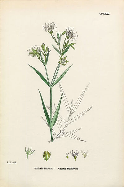 Greater Stitchwort, Stellaria Holostea, Victorian Botanical Illustration, 1863
