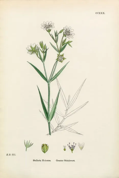 Framed Print : Greater Stitchwort, Stellaria Holostea, Victorian Botanical Illustration, 1863 Framed Print : Greater Stitchwort, Stellaria Holostea, Victorian Botanical Illustration, 1863