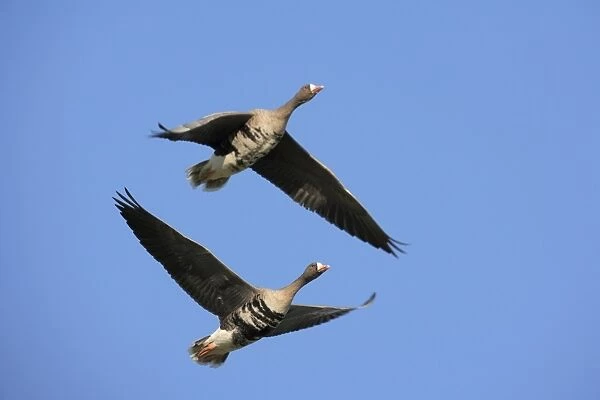 Greater White-fronted Geese -Anser albifrons-, in flight, Bislicher Insel nature reserve, Wesel, North Rhine-Westphalia, Germany, Europe