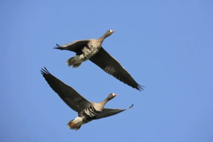 Framed Print : Greater White-fronted Geese -Anser albifrons-, in flight, Bislicher Insel nature reserve, Wesel, North Rhine-Westphalia, Germany, Europe Framed Print : Greater White-fronted Geese -Anser albifrons-, in flight, Bislicher Insel nature reserve, Wesel, North Rhine-Westphalia, Germany, Europe