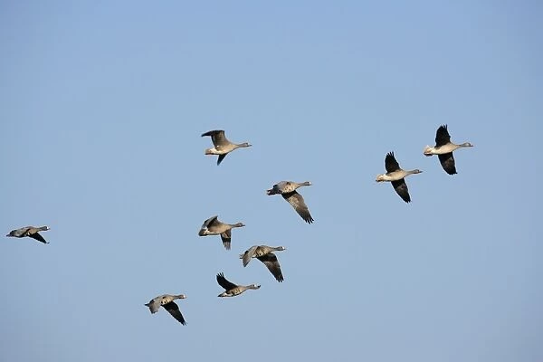 Greater White-fronted Geese -Anser albifrons-, in flight, Bislicher Insel nature reserve, Wesel, North Rhine-Westphalia, Germany, Europe