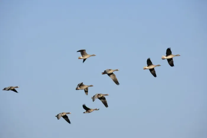 Framed Print : Greater White-fronted Geese -Anser albifrons-, in flight, Bislicher Insel nature reserve, Wesel, North Rhine-Westphalia, Germany, Europe Framed Print : Greater White-fronted Geese -Anser albifrons-, in flight, Bislicher Insel nature reserve, Wesel, North Rhine-Westphalia, Germany, Europe