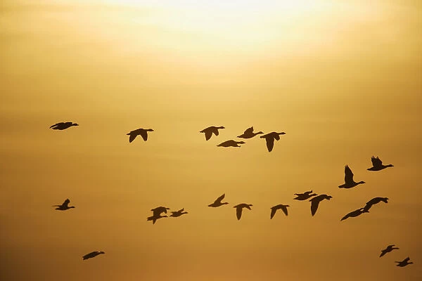 Greater White-fronted Geese -Anser albifrons-, in flight against sunset, Bislicher Insel nature reserve, Wesel, North Rhine-Westphalia, Germany, Europe