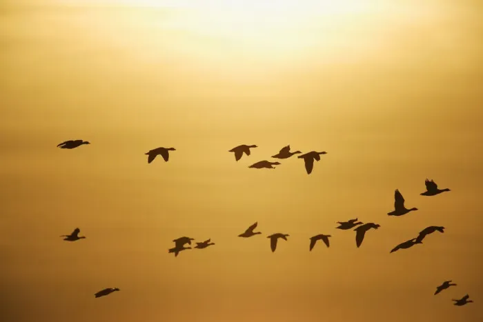 Framed Print : Greater White-fronted Geese -Anser albifrons-, in flight against sunset, Bislicher Insel nature reserve, Wesel, North Rhine-Westphalia, Germany, Europe Framed Print : Greater White-fronted Geese -Anser albifrons-, in flight against sunset, Bislicher Insel nature reserve, Wesel, North Rhine-Westphalia, Germany, Europe