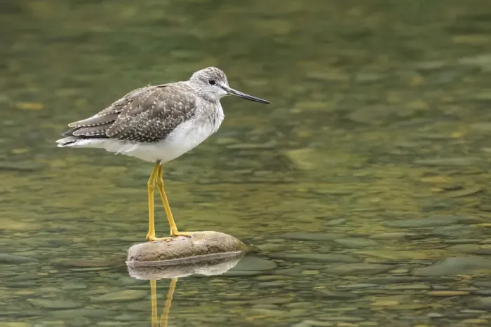 Framed Print : Greater Yellowlegs Framed Print : Greater Yellowlegs