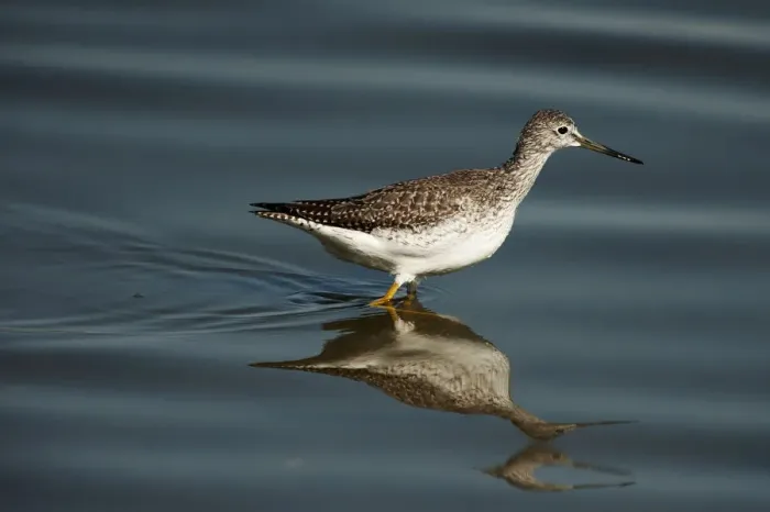Framed Print : Greater yellowlegs and reflection
