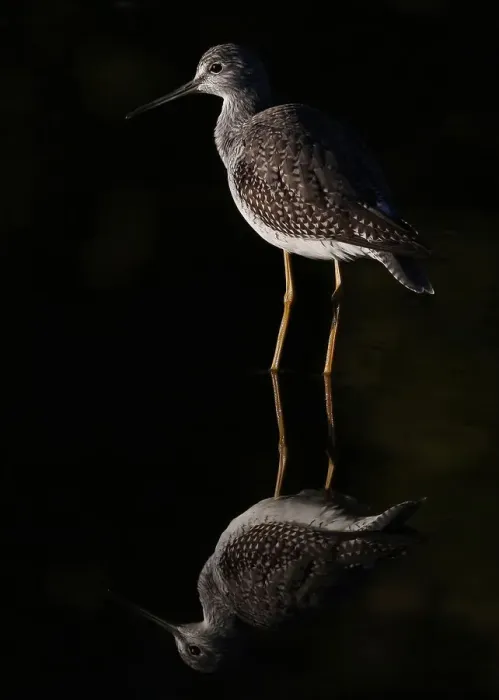 Framed Print : Greater Yellowlegs reflects Framed Print : Greater Yellowlegs reflects