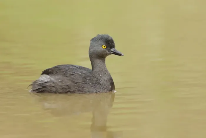 Framed Print : Least Grebe Framed Print : Least Grebe