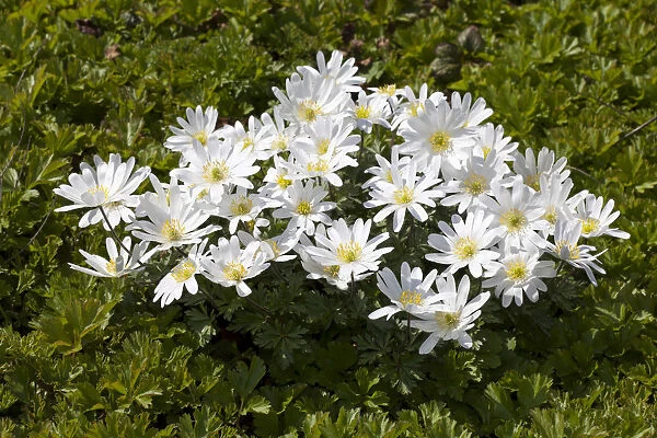 Grecian Windflowers -Anemone blanda White Splendour -