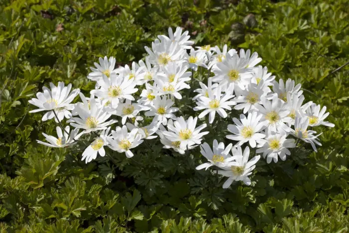 Framed Print : Grecian Windflowers -Anemone blanda White Splendour -