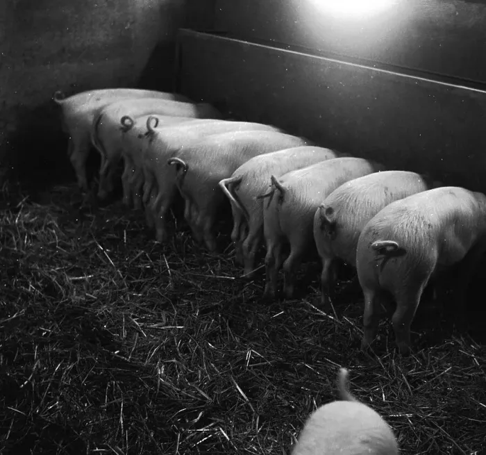 Framed Print : Greedy Piglets Framed Print : Greedy Piglets