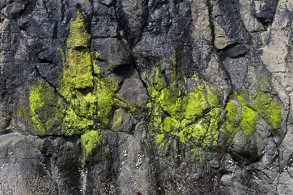 Green algae on a rock, Suouroy, Faroe Islands, Denmark