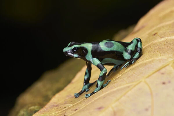 Green-and-black Poison Frog