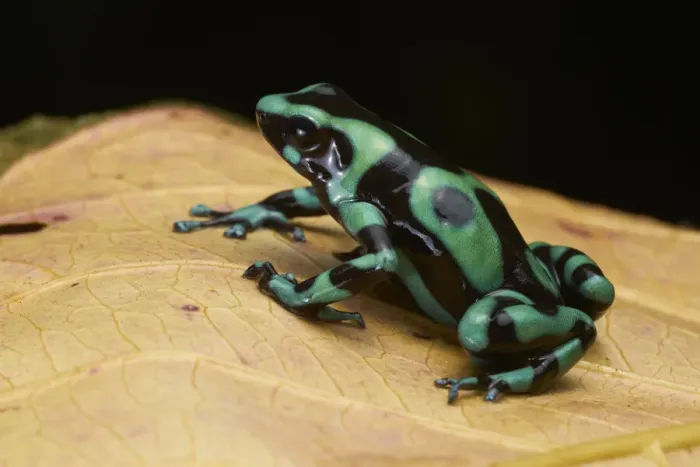 Framed Print : Green-and-black Poison Frog